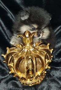 Ciro Leeftijd 6 Weken Pomeranian Residence
