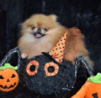 teacup pomeranian