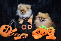 Halloween Pomeranians