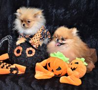 Halloween Pomeranians