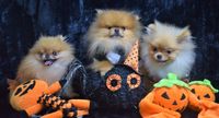 mini bearface pomeranians