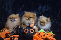 Halloween pom