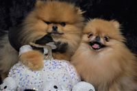 mini pomeranians