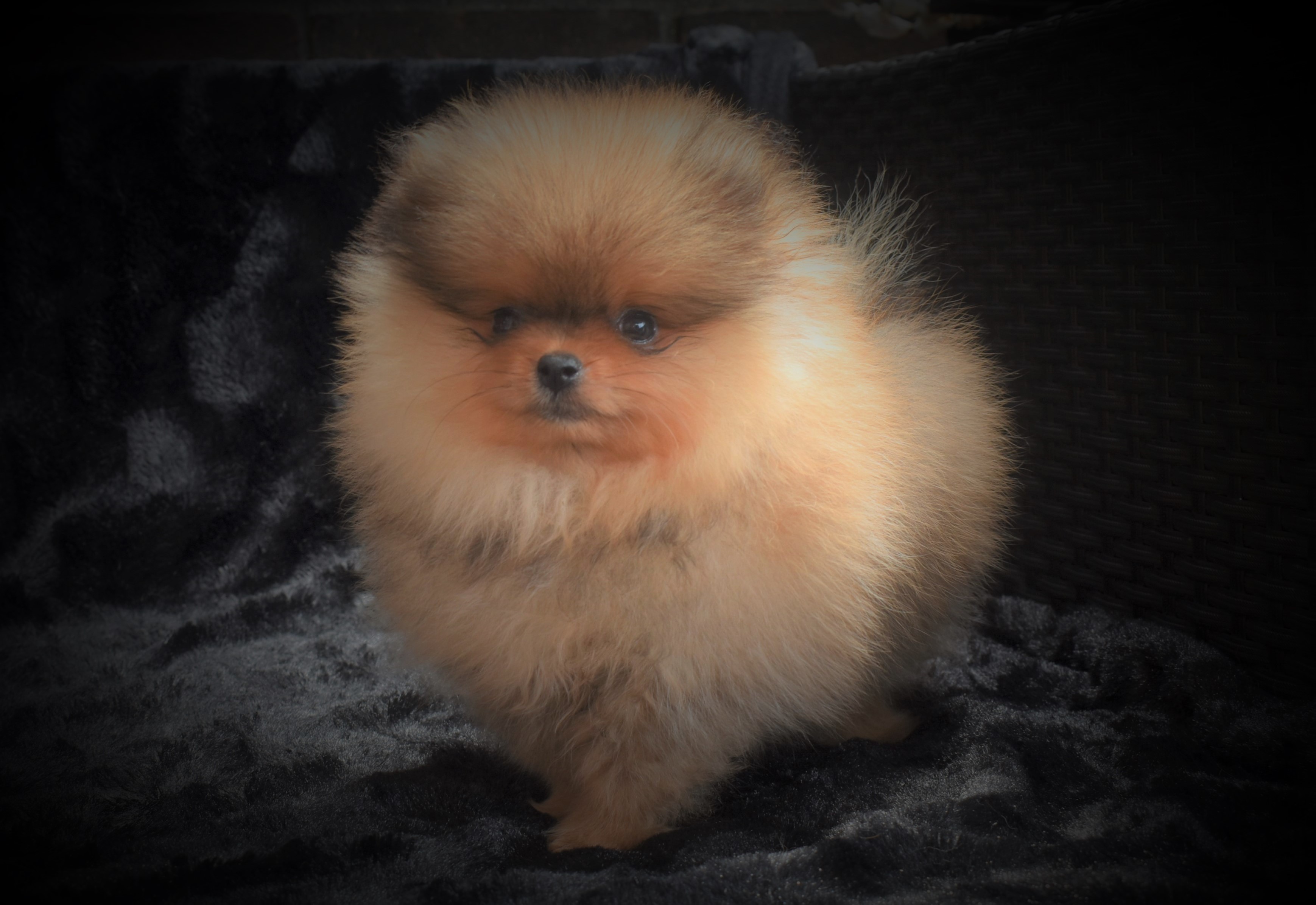 Pomeranian Adoption Near Me - 8zndg1l