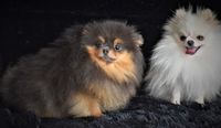 Pomeranian Choco and Tan